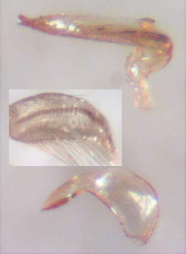 Réf. 272 949 : Sigara lateralis